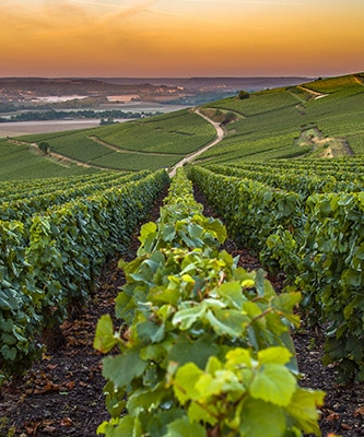 Premium : Séjour en Champagne