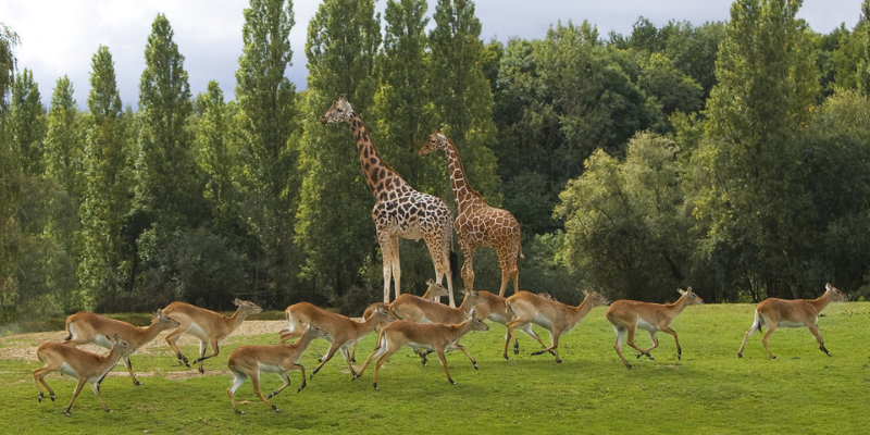 Zoo de Thoiry